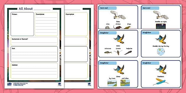 KS1 Birds Fact File Non Fiction Writing Activity Twinkl KS1 Birds Fact File Non Fiction Writing Activity Twinkl