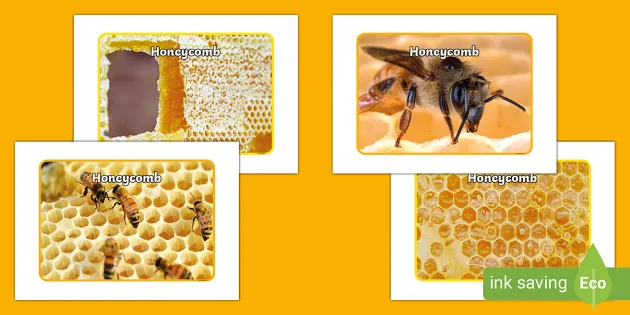 Beehive Honeycomb Template (Teacher-Made) - Twinkl