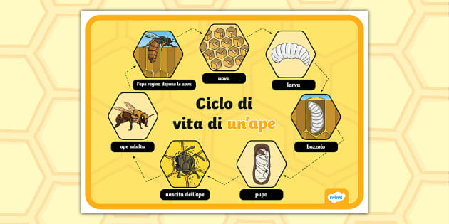 Quanto Dura La Vita è Bella Poster Ciclo di vita di un'ape (profesor hizo) - Twinkl