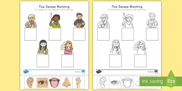 5 senses for kids cut and paste matching activity science