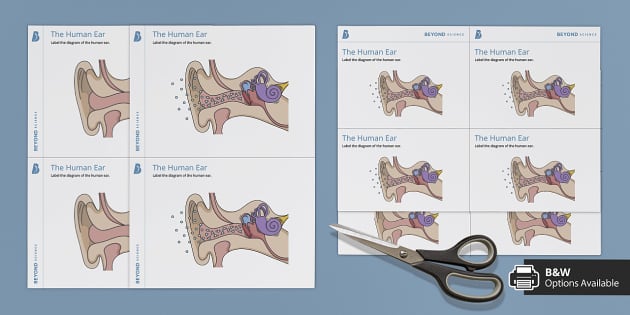 Ear Labelling Sheets (teacher made) - Twinkl
