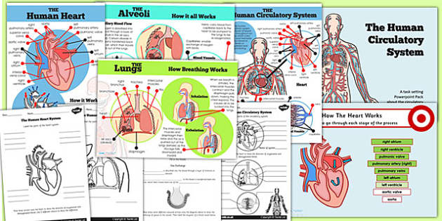 Human Body Circulatory System Teaching Pack with Posters