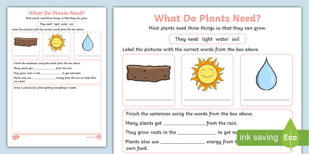 What Do Plants Need? Activity Sheet