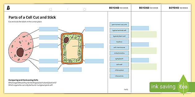 Parts Of A Cell Cut And Stick Worksheet Biology Beyond