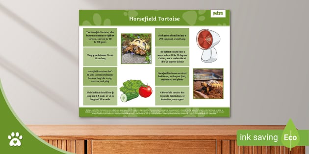Pets at home tortoise food sales