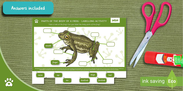Parts of the Body of a Frog - Labelling Activity - Pets