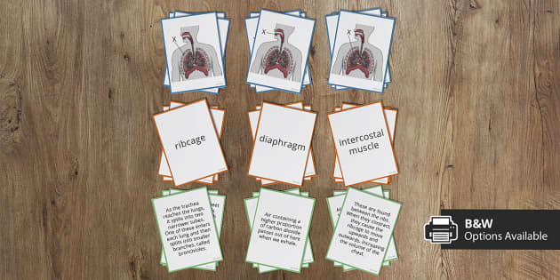 Breathing pattern Flashcards
