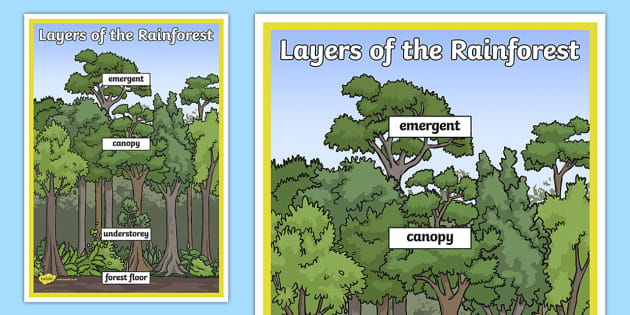 Layers of the Rainforest Large Display Poster (teacher made)