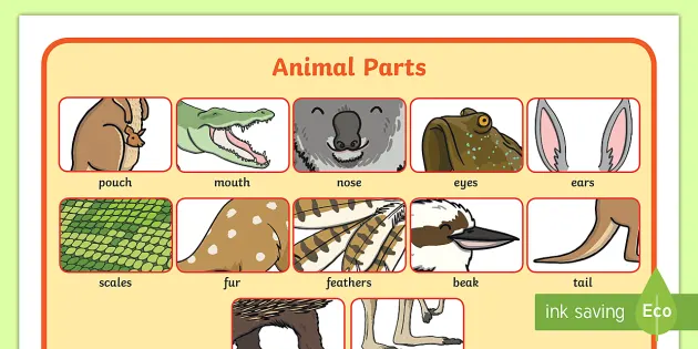 FREE! - Animal Body Parts Word Mat (teacher made) - Twinkl