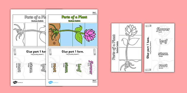 parts-of-a-plant-foldable-interactive-visual-aid-template-polish