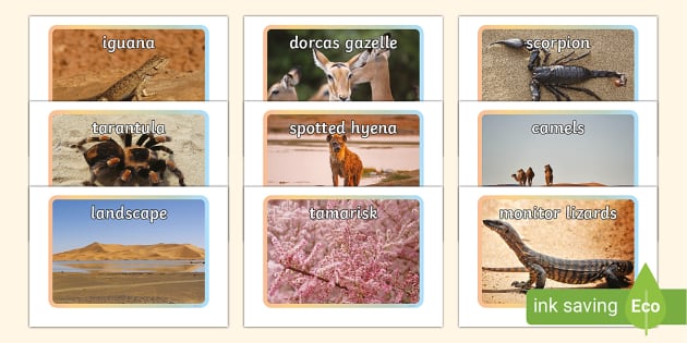 Display Photos of Desert Animals | Primary Resources