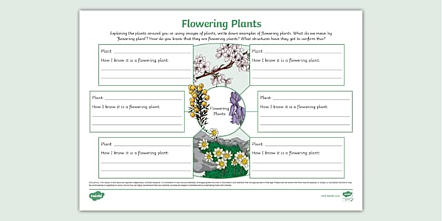 Flowering Plants Mind Map (teacher made) - Twinkl