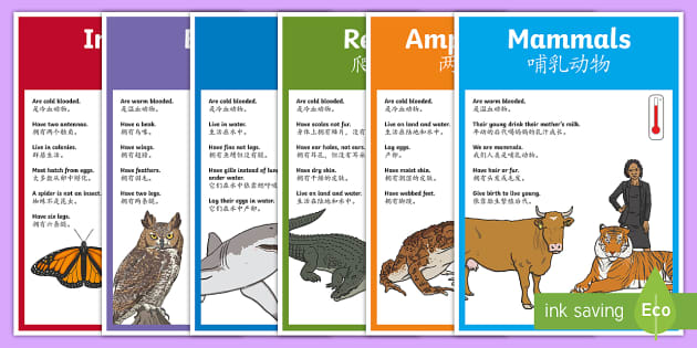 Animal Groups Display Posters English/Mandarin Chinese - Groups Of Animals