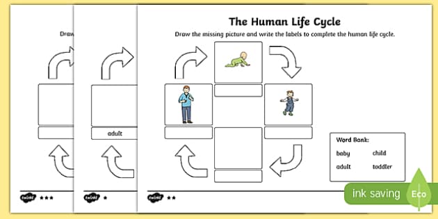 Human Life Cycle Worksheet / Activity Sheet, worksheet