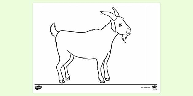 Realistic Domestic Goat coloring page | Free Printable Coloring Pages