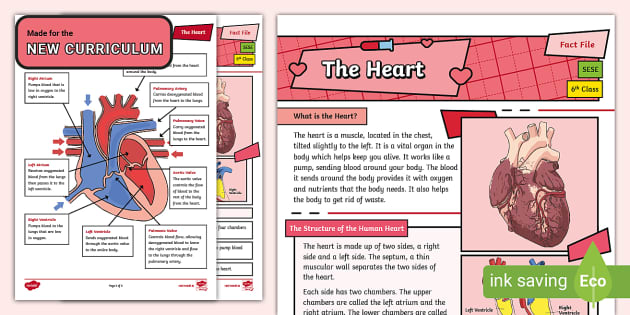 Fact File The Human Heart (teacher made) - Twinkl