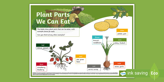 Plant Parts We Can Eat Display Poster - Twinkl - KS2