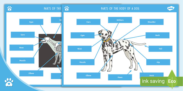 Parts of the Body of a Dog - Display Poster - Twinkl Pets