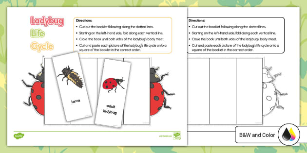 Early Childhood Ladybug Life Cycle Foldable Booklet - Twinkl