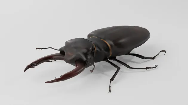 FREE! - 3D Model: Insects - Stag Beetle (Teacher-Made)