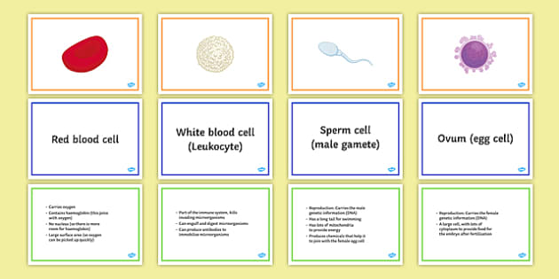 worksheet cell animal of Find Sort a Friend Specialised Card Cells worksheet cell animal of Find Sort a Friend Specialised Card Cells