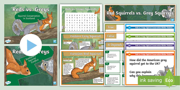 Reds vs. Greys: Squirrel Conservation Resource Pack - Twinkl