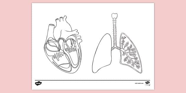 Free Anatomy Colouring Book Page - Colouring - KS1 - Twinkl