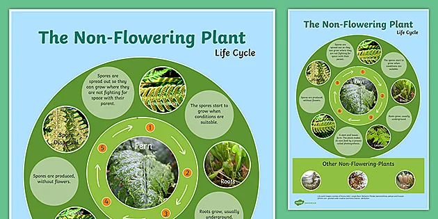 Life Cycle of a Plant | KS1 PowerPoint | Science Resource