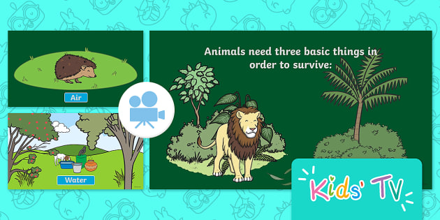 KS1 What Do Animals Need to Survive? Differentiated Worksheets