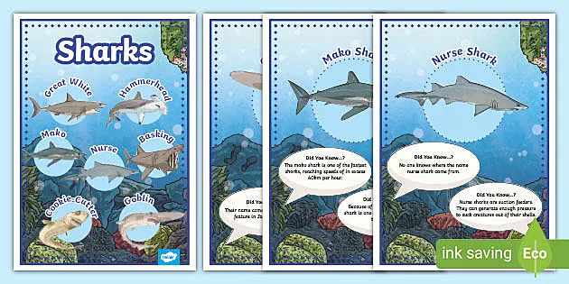 Shark Flashcard Stock Illustrations – 47 Shark Flashcard Stock