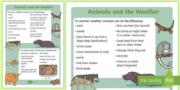 Animals and the Weather Display Poster (teacher made)