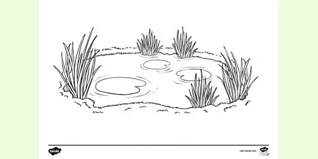 FREE Pond Colouring Sheet Teacher Made 