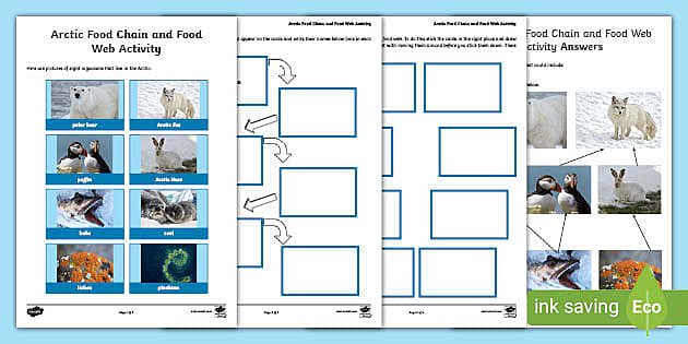 arctic-food-chain-and-arctic-food-web-activity-primary
