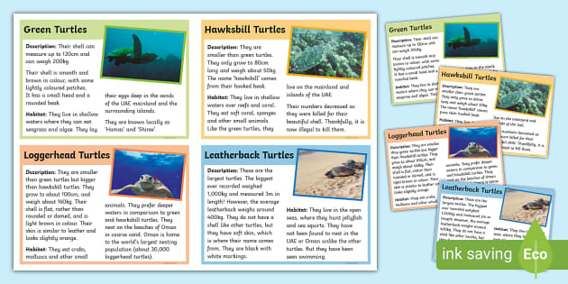 turtle-animal-fact-cards-printable-7-11-years-twinkl
