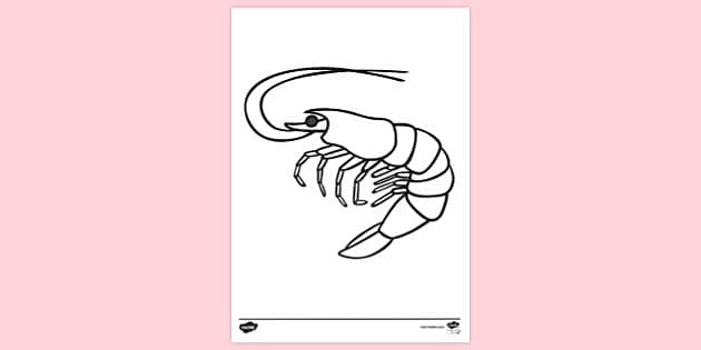 FREE! - Shrimp Colouring Sheets | Colouring Pages - Twinkl