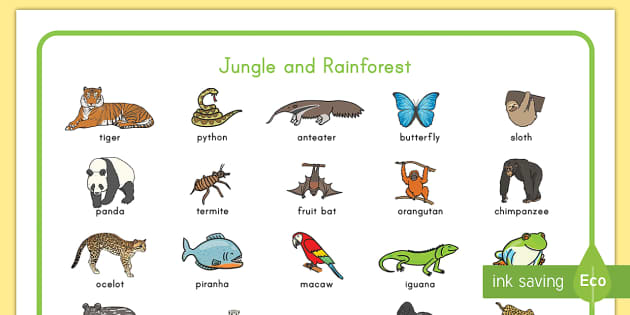 Jungle and Rainforest Word Mat - Vocabulary (Teacher-Made)