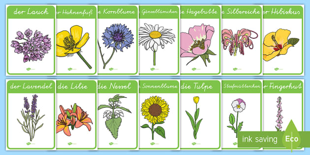 Blumen Poster für die Klassenraumgestaltung (teacher made)