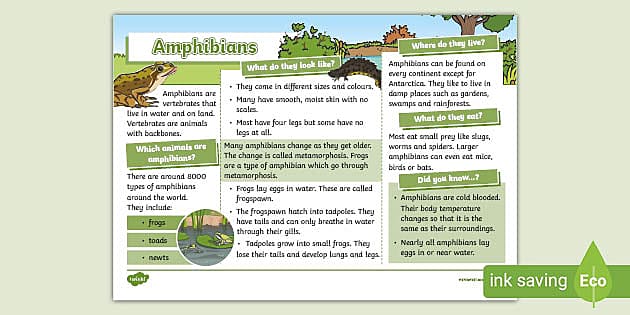 Amphibians Fact File - KS1 - Animals (teacher made) - Twinkl