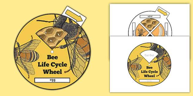 Bee Life Cycle Wheel Spinner Craft And Activity - Honey Bee Life Cycle –  Non-Toy Gifts