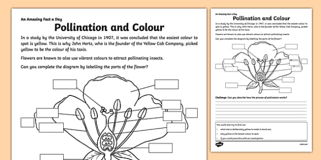 Pollination and Colour Worksheet / Worksheet (teacher made)