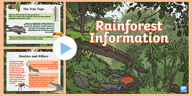 Free Rainforest Topic Editable Book Cover Teacher Made