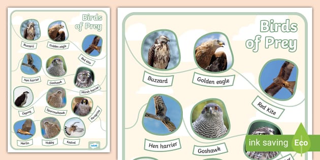 Birds of Prey - Twinkl Homework Help - Twinkl