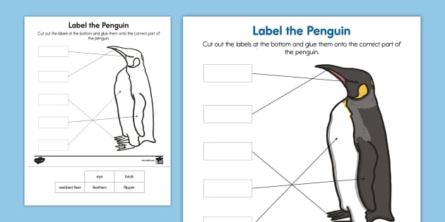 Label the Penguin Activity - Primary Resources | Twinkl