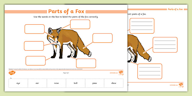 Parts Of A Fox Labelling Activity Parts Of A Fox Labelling Activity