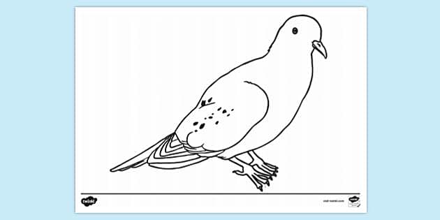 7 Steps to Create a Lifelike Pigeon Drawing – Nature Blog Network