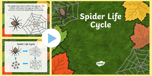 life cycle of a spider diagram