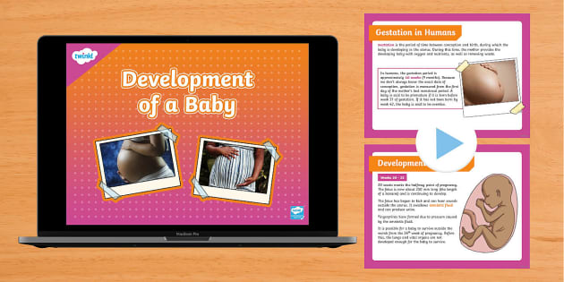 Development Of A Baby PowerPoint (teacher Made) - Twinkl