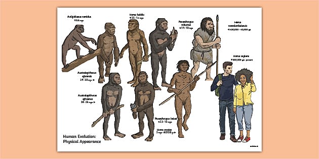 evolution of humans chart