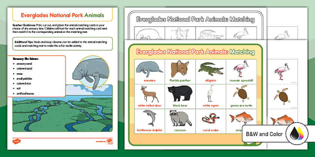 Everglades National Park Animals Sensory Bin Hunt - Twinkl Everglades National Park Animals Sensory Bin Hunt - Twinkl