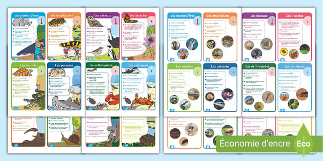 Cartes De Classification Des Animaux